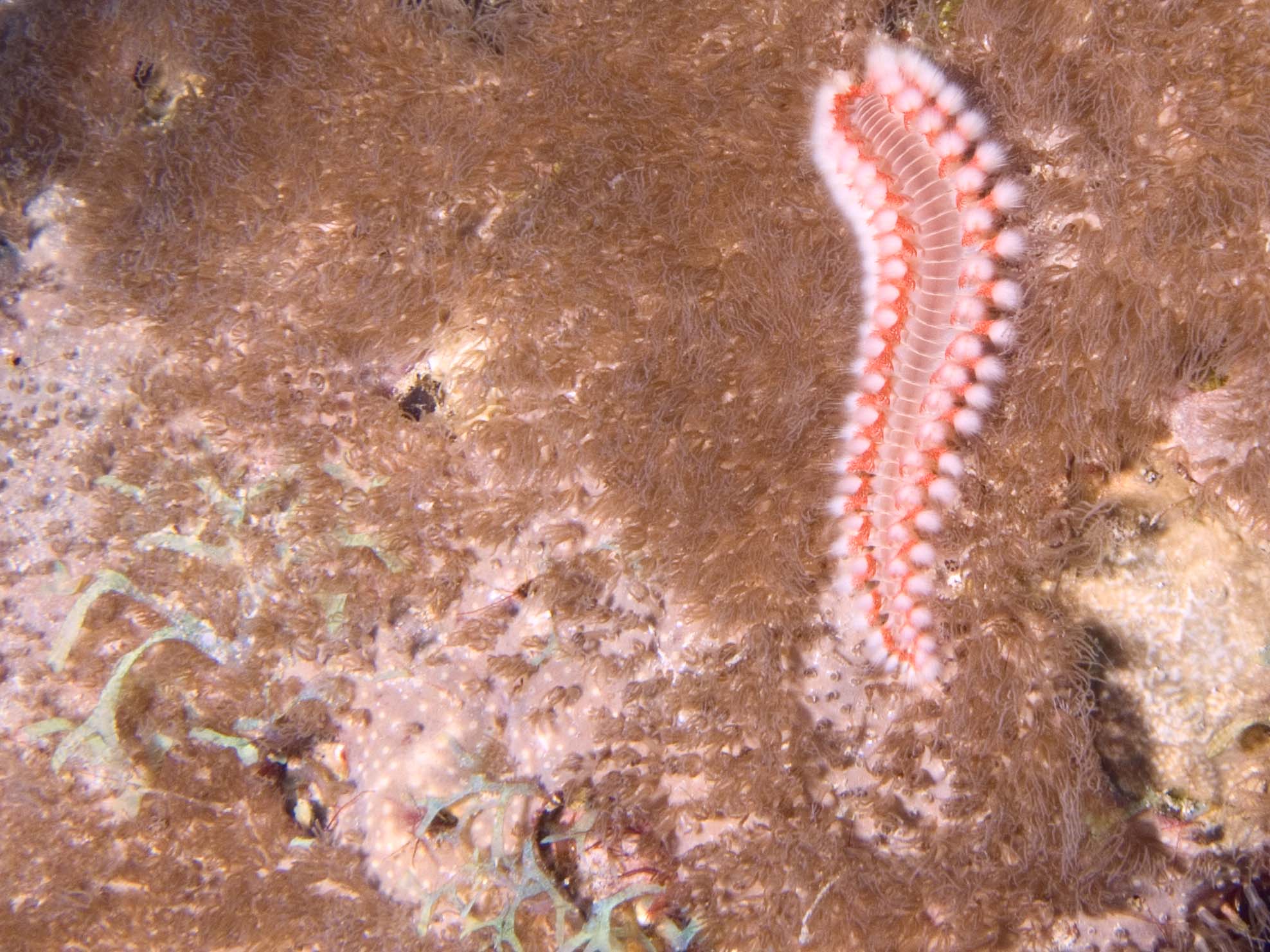 gal/Bonaire 2006/FirewormCropped5x3.jpg
